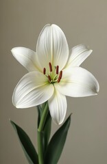 Fototapeta premium Single white lily flower in full bloom on light gray background. Vibrant yellow center, five red stamens on white petals. Green leaves slightly curled, adding natural elegance. Macro shot of