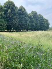 Summer Meadow in a Nature Park in Maastricht – Violet Wildflowers for Pollinators in the Foreground and Lush Green Trees in the Background, Capturing the Biodiversity of Limburg, Netherlands