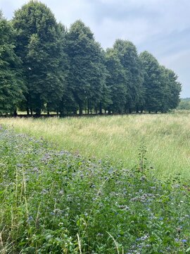 Summer Meadow in a Nature Park in Maastricht &ndash; Violet Wildflowers for Pollinators in the Foreground and Lush Green Trees in the Background, Capturing the Biodiversity of Limburg, Netherlands