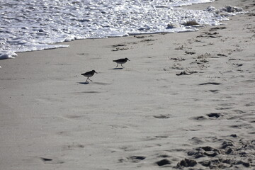 A group of Sandpipers scurry along the shoreline hunting for food, weaving in and out as the waves break along the beach head. 