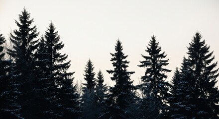 Obraz premium Dark Green Pine Trees Forest in Winter with Snow on Branches Under Overcast Sky