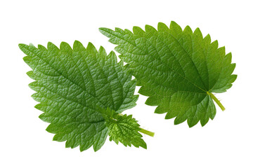 Close-up of two vibrant green stinging nettle leaves