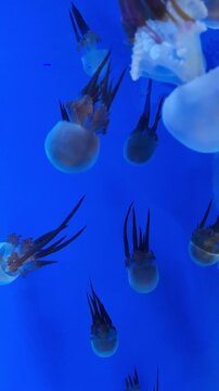 Flame jellyfish (Rhopilema esculentum) swimming in water, verticle view.