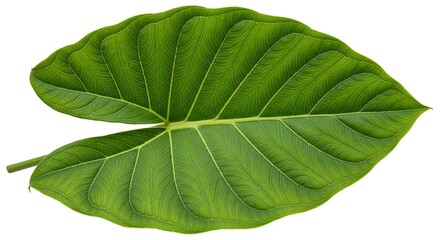 Obraz premium green leaf isolated on white