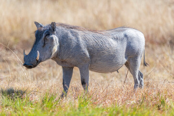 Profile view of a common warthog in Etosha