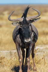 Front view of a blue wildebeest in the grass land of Etosha