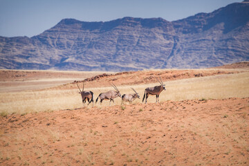 Group of four oryxes in the wild savanna of Namibia
