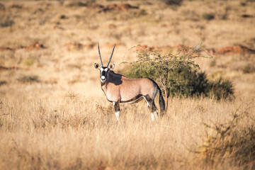 Close up view of an oryx in namibian savanna