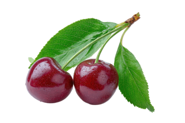 Two ripe cherries on a stem with leaves, close-up.  Dark red, glossy cherries with bright green leaves. Droplets of water on the fruit and leaves. Isolated on black background