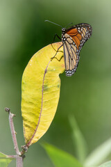 Monarch Butterfly in Frank Knowles Little River Reserve, Dartmouth, Massachusetts  © PAUL