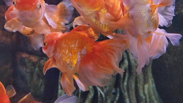 A group of Oranda goldfish swimming in an aquarium, breathing for air. 