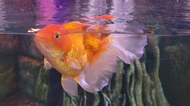 Oranda goldfish swimming on the water surface and breathing for air.