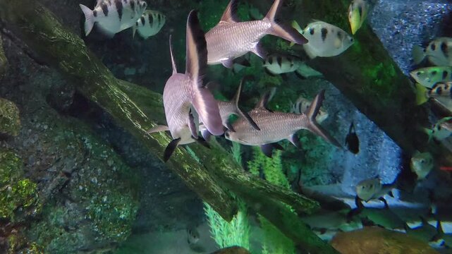 Bala shark (Balantiocheilos melanopterus), also known as the tricolor shark, tricolor sharkminnow, silver shark, or shark minnow swimming.