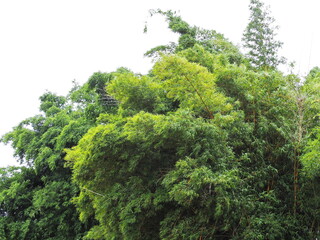 Arrow Bamboo tall on sky background. Many young shoots growing at nodes or buds. Arundinaria pumila, dark green leaves, dense clumping. Branches grow from nodes, Canebrake Bamboo with rhizomes 
