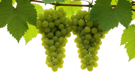 Two bunches of ripe green grapes hanging from a vine with leaves fruit