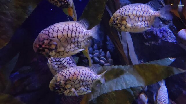 Pineapplefish (also known as Pinecone fish or Knightfish) (Cleidopus gloriamaris) swimming in a large group.