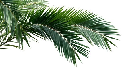Fresh Palm Leaves on White Background for Botanical Design Inspiration