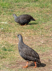 A pair of Cape Spurfowl (Pternistis capensis), Mossel Bay.