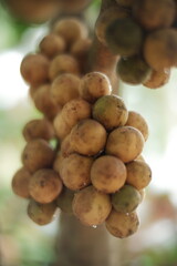 Close-up of Fresh Longkong (Lansium parasiticum) Fruit Clusters Hanging on the Tree. Ripe Tropical Southeast Asian Fruit (Langsat/Duku) in Natural Orchard Setting with Bokeh Background.