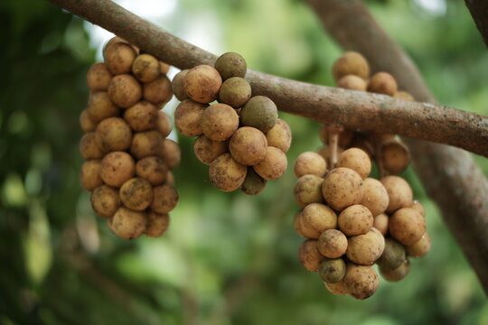Close-up of Fresh Longkong (Lansium parasiticum) Fruit Clusters Hanging on the Tree. Ripe Tropical Southeast Asian Fruit (Langsat/Duku) in Natural Orchard Setting with Bokeh Background.