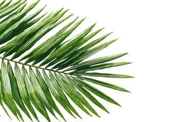 Fototapeta premium Close-up of a vibrant green palm leaf's edge, featuring sharp, pointed fronds radiating outwards. A detailed view of the leaf's structure, highlighting the texture and color of the tropical foliage