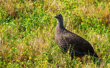 Cape spurfowl (Pternistis capensis).