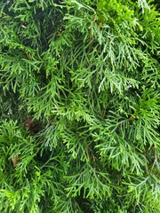 Green background with thuja