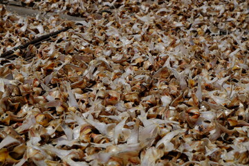 close up of dry leaves