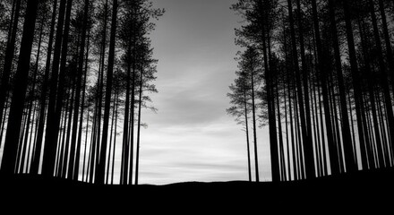 Silhouette of Tall Pine Trees in Forest at Dusk in Black and White