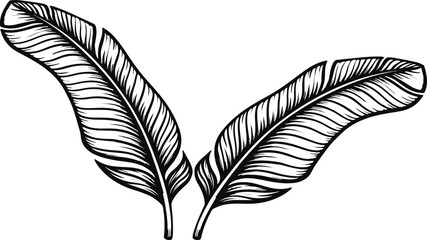 Hand Drawn Banana Leaf Vector Illustration – Detailed Tropical Plant Sketch