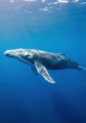Obraz premium Graceful humpback whale swimming in the clear blue ocean water, illuminated by sunlight from above