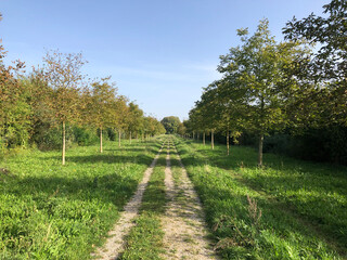 Orchard Path in Maastricht, Limburg &ndash; Peaceful Green Landscape with a Central Walking Trail Surrounded by Fruit Trees on Both Sides, Under a Clear Blue Sky in the Dutch Countryside