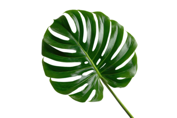 Close-up of a vibrant, deep green monstera leaf,  with intricate, deeply veined lobes, against a black backdrop