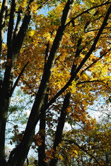 Yellow autumn leaves on trees