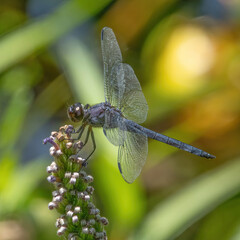 Slaty Skimmer Dragonfly in Hartley Wildlife Management Area, Rochester, Massachusetts 