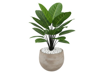 Fototapeta premium Vibrant green potted houseplant with large leaves and white decorative stones in a round concrete pot, isolated on a clean white background for interior design and decor concepts.