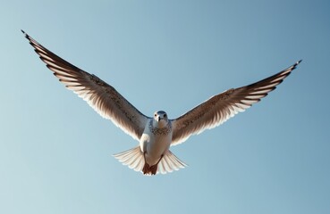 Fototapeta premium Seagull soars against a clear blue sky. Bird spreads wings wide in flight. Ornithology nature photography. Seabird wildlife freedom concept. Flying high above ocean. Marine life, coastal birds.
