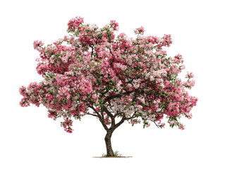Obraz premium Lush pink and white flowering tree