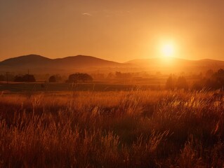 Fototapeta premium Golden sunset over a grassy field