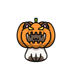 [Halloween Edition] Pumpkin - Siamese cat
