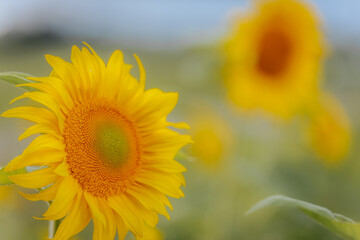 Bright sunflowers in full bloom stretch across a field beneath a cloudy sky, with the central flower in sharp focus and dramatic lighting across the scene.