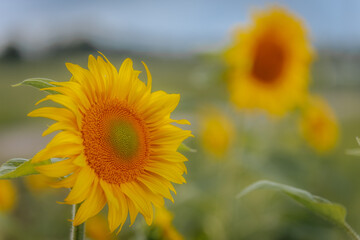 Fototapeta premium Bright sunflowers in full bloom stretch across a field beneath a cloudy sky, with the central flower in sharp focus and dramatic lighting across the scene.
