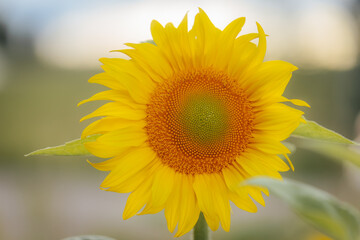 Extreme close-up of a bright sunflower showing intricate details of the seed pattern and yellow petals, set against a soft blue sky background.