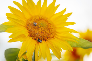 Obraz premium Close-up of a bright yellow sunflower with a bumblebee collecting pollen at its center, set against a softly blurred background of green and yellow hues.