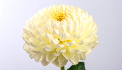 Close-up of a delicate, creamy-yellow dahlia flower, showcasing its intricate layered petals and vibrant center.