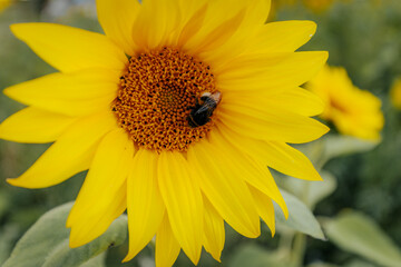 Close-up of a bright yellow sunflower with a bumblebee collecting pollen at its center, set against a softly blurred background of green and yellow hues.
