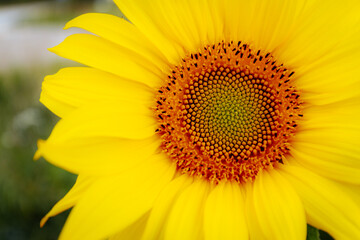 Obraz premium Extreme close-up of a bright sunflower showing intricate details of the seed pattern and yellow petals, set against a soft blue sky background.