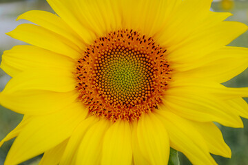 Fototapeta premium Extreme close-up of a bright sunflower showing intricate details of the seed pattern and yellow petals, set against a soft blue sky background.
