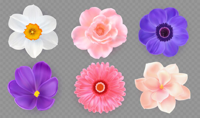 3d flowers. Spring daisy, peony bloom, floral chrysanthemum, orchid blossom, nature summer day isolated elements. Fresh pink purple plant decoration top view. Vector realistic floral set