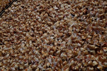 close up of brown rice